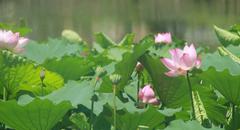 师范生语文教学素养训练